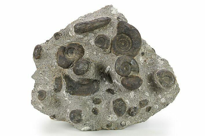 Plate of Devonian Ammonite Fossils - Morocco #291028